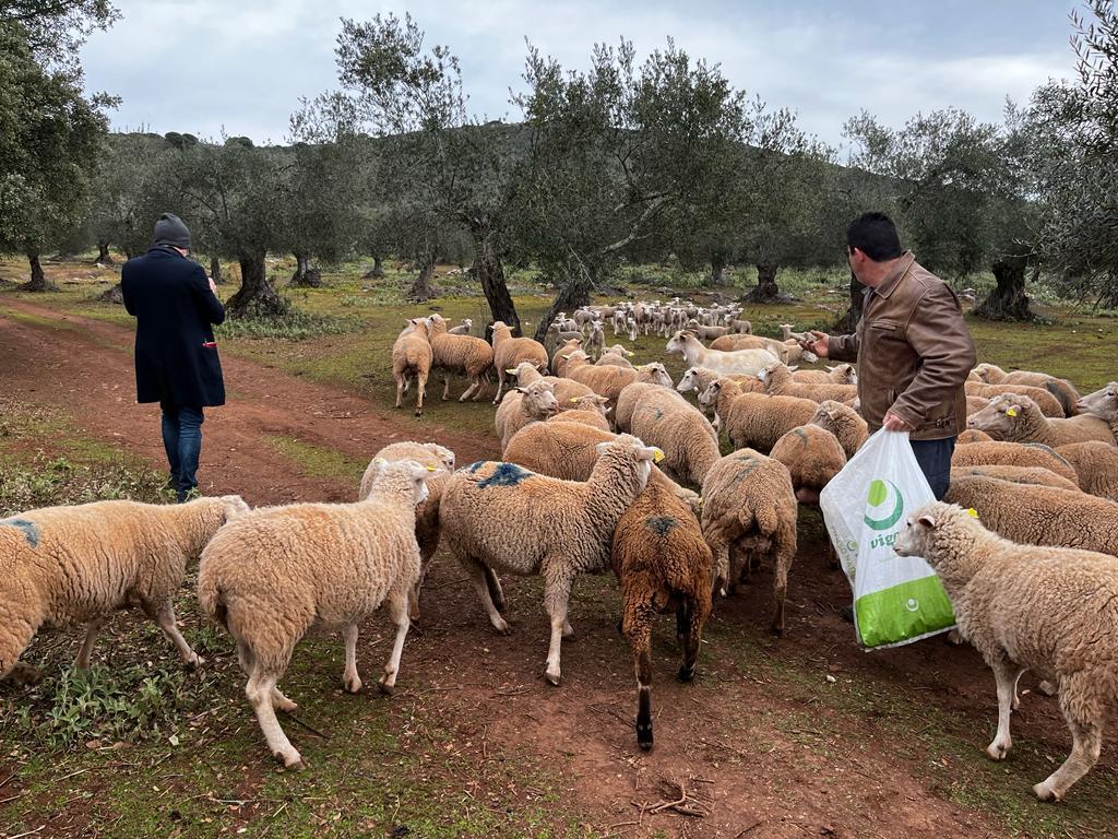 Olivos ecologicos con ganado ovino